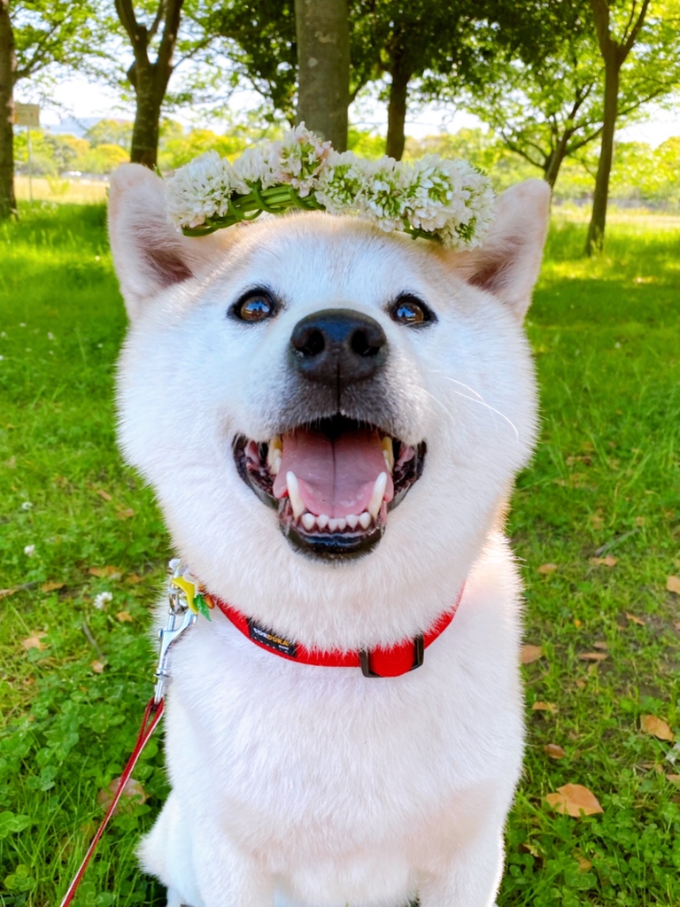 まめころ