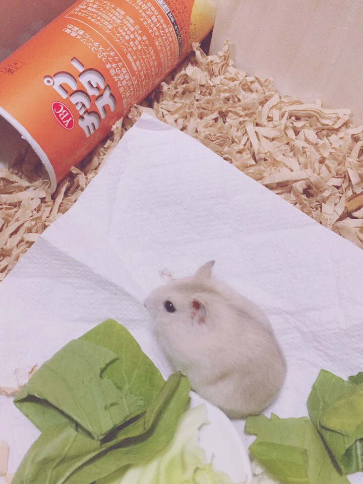 安部ゆう